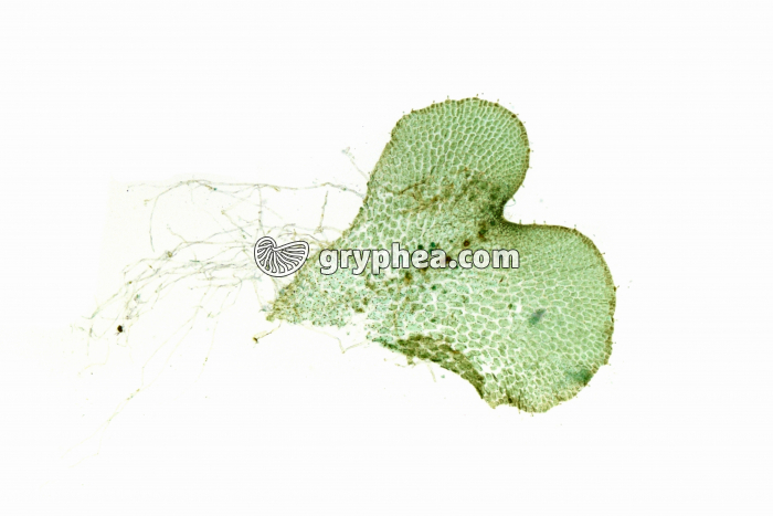 Fougère - Prothalle entier avec rhizoïdes x4 - gryphea.org